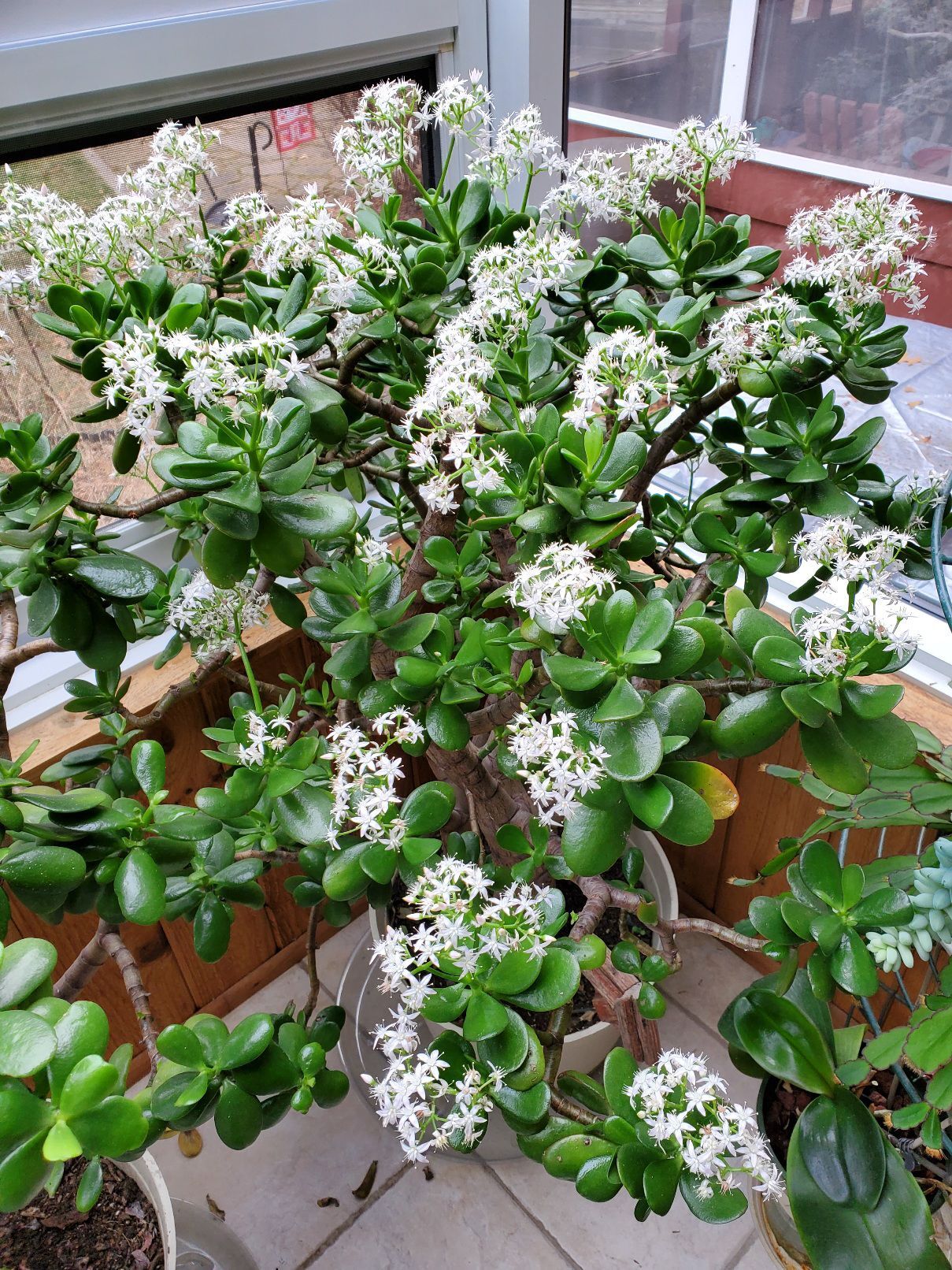 Winter bloom